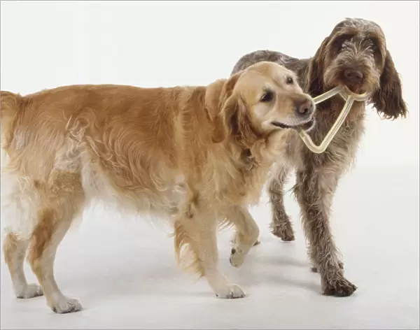 A golden retriever and an Italian spinone wrestle together over a dog toy