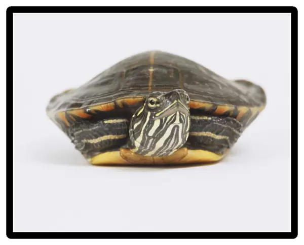 Turtle, front view