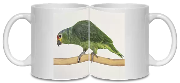 Green parrot walking on wooden bar, side view
