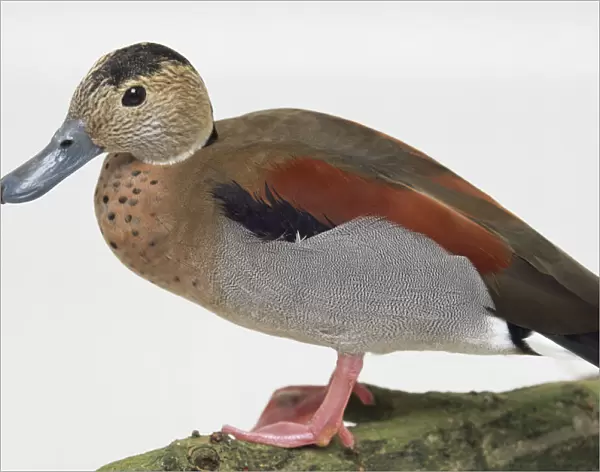 Side view of a Ringed Teal drake standing on a lichen-covered branch, with head in profile, showing rich chestnut back, pale grey flanks and a salmon-coloured breast speckled in black