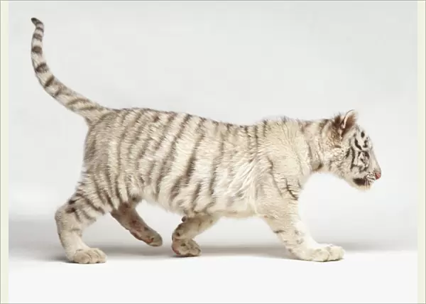 White tiger cub (Panthera tigris) walking, white fur and dark stripes, side view
