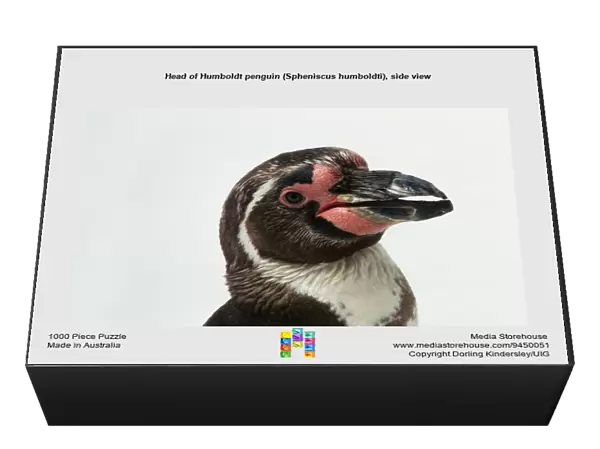 Head of Humboldt penguin (Spheniscus humboldti), side view