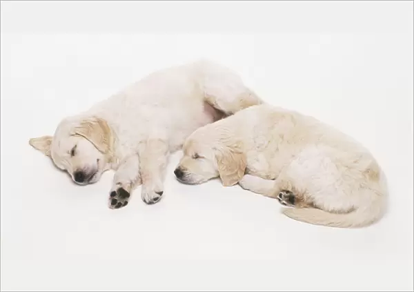 Two Golden Retriever Puppies (Canis familiaris) lying asleep on the floor, side view