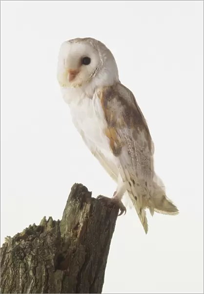 Barn Owl (Tyto alba) perching on a stump of wood, side view