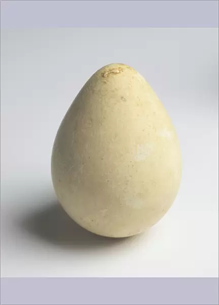 Creamy-white King Penguin egg
