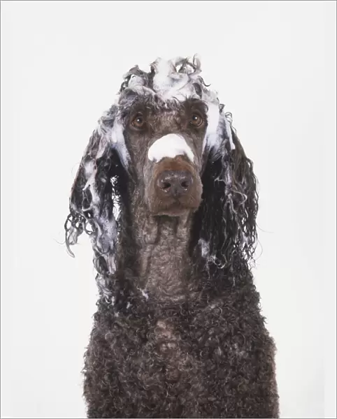 Head of a grey Poodle (Canis familiaris) covered in soap, front view