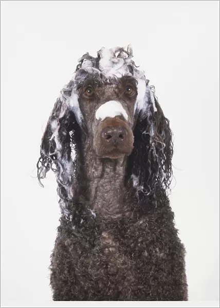 Head of a grey Poodle (Canis familiaris) covered in soap, front view