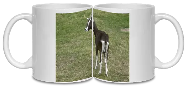 Brown and white goat standing in a field, rear view