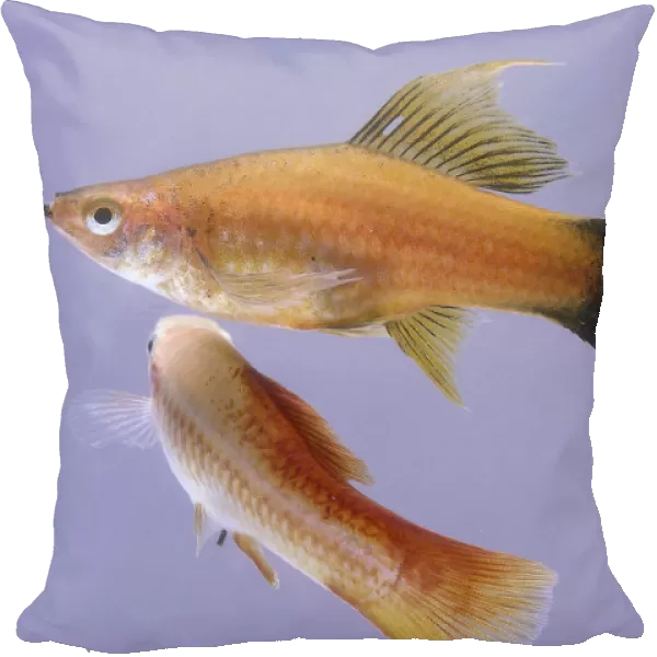Red wag lyreswordtail: swordtail fish, orange fish with a dark tail and black lips