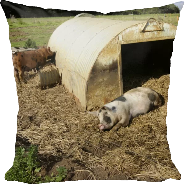 Spotted pigs outside corrugated iron shelter in a field, close-up