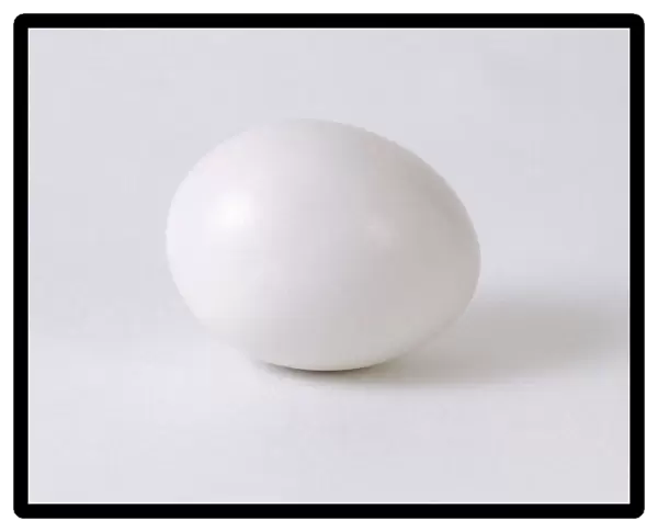 Pigeon (Columba livia) egg