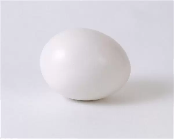 Pigeon (Columba livia) egg