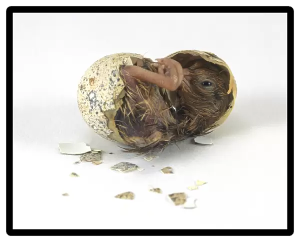 Japanese quail (Coturnix japonica) hatching, still covered in egg shells, side view