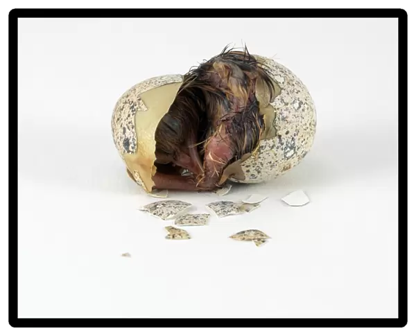 Japanese quail (Coturnix japonica) hatching, emerging from broken egg shell