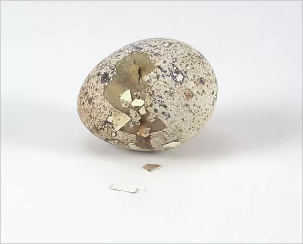 Japanese quail (Coturnix japonica) still inside egg shell, cracks showing