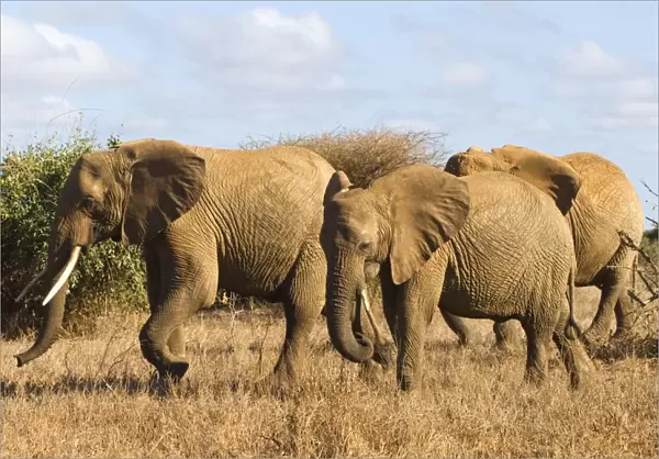 Kenya, Tsavo National Park, three African elephants (Loxodonta africana) walking through grassland, side view