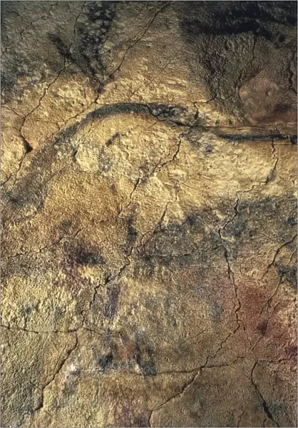Spain, Cantabria, Altamira Cave, Upper Paleolithic cave paintings representing bison