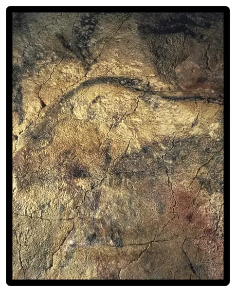 Spain, Cantabria, Altamira Cave, Upper Paleolithic cave paintings representing bison