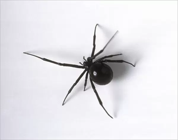 Female black widow spider (Latrodectus mactans), view from above