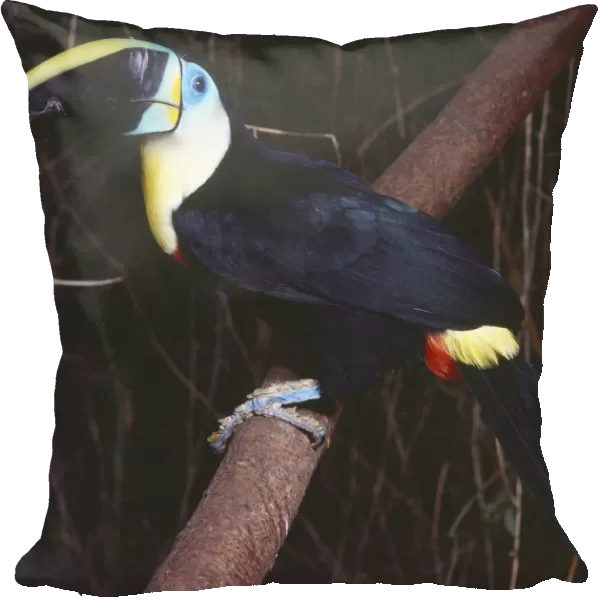 Cuviers Toucan