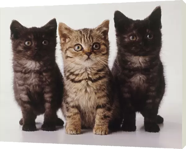 Two black tortoiseshell and tabby kittens with brown tabby kitten sitting in a row