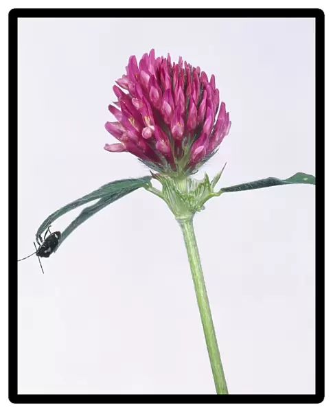 Trifolium pratense (Red clover) flower with insect on one of the leaves