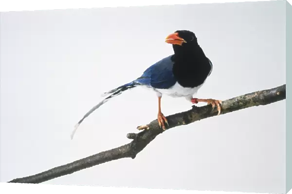 Red-billed Blue Magpie (Urocissa Erythoryhncha) on branch looking to side