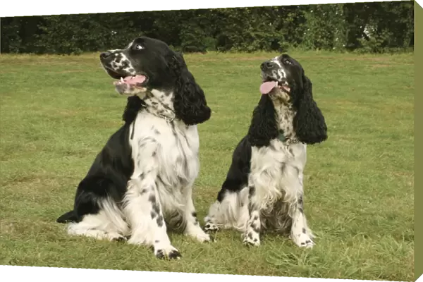 Two black and white English Springer Spaniel dogs sitting on grass, looking to side