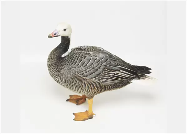 Emperor Goose with white head and orange feet
