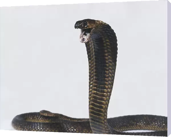 Egyptian cobra (Naja haje), head raised