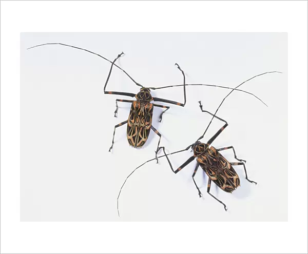 Two Long-Horned Beetles (Cerambycidae), view from above