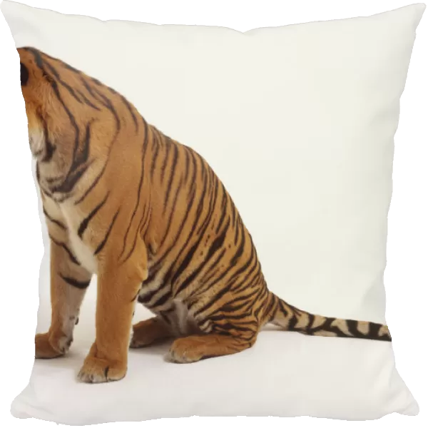 Sitting Tiger (Panthera Tigris), side view