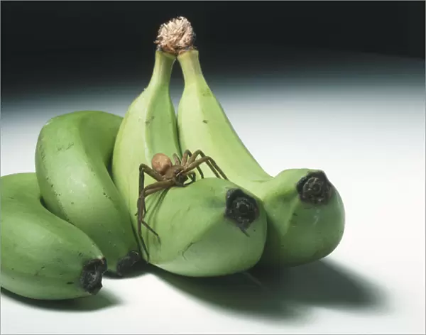 Spider resting on unripe bananas