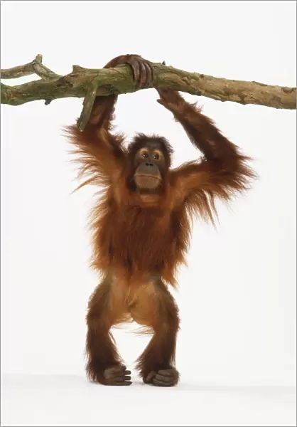 Baby orang-utan holding onto branch above its head