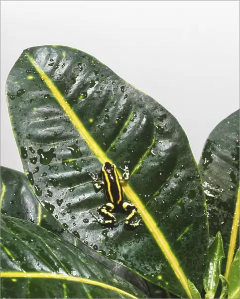 Black and yellow striped Poison Dart Frog (Dendrobatidae) clinging to a leaf, rear view