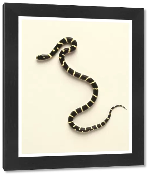 Branded milk snake (Lampropeltis ruthveni), view from above