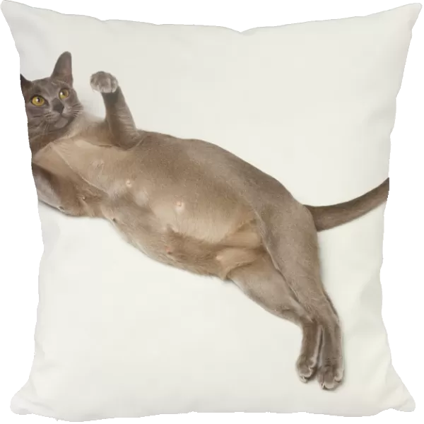 Pregnant Oriental Shorthair Cat (Felis catus) lying on its back, view from above