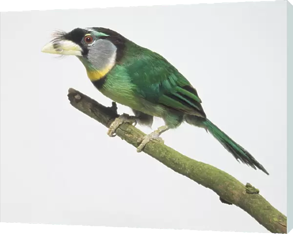 Fire-tufted Barbet (Psilopogon pyrolophus) perching on a branch, side view