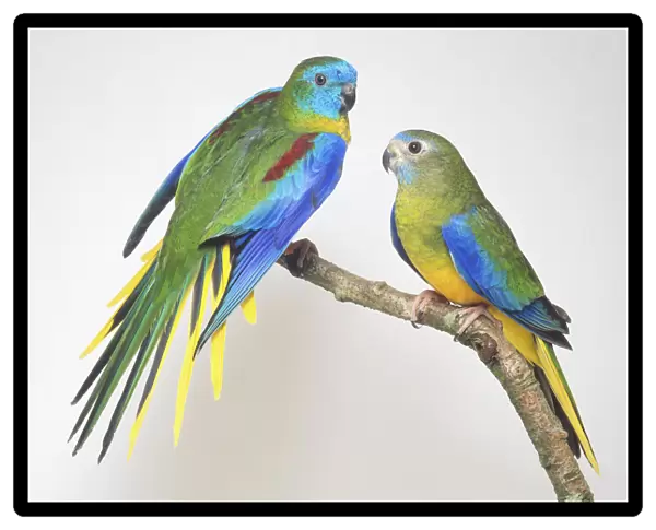 Two Turquoisine Grass Parakeets - Side View