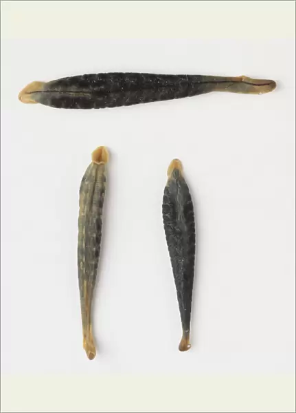 Three leeches, top view, with sucker-like mouths