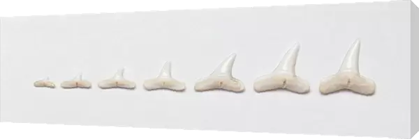 A sharks teeth