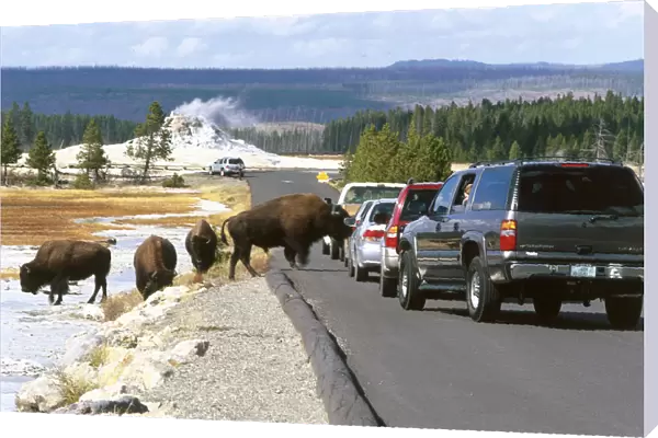 Usa, wyoming, yellowstone national park, firehole lake drive, bison (bison bison