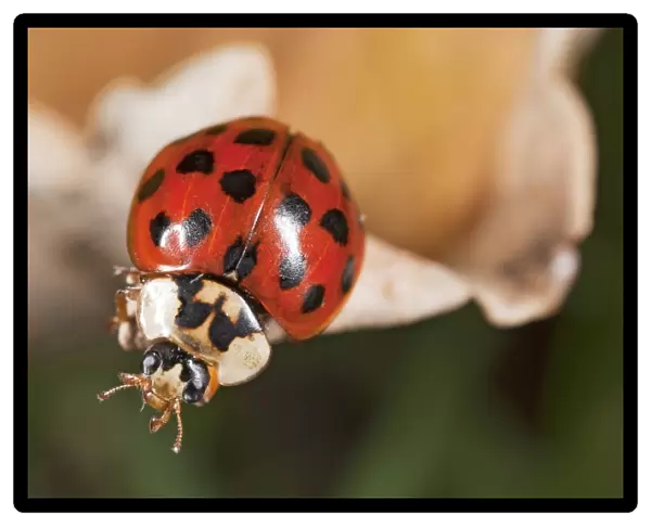 Ladybird, close-up