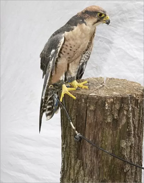 Lanner falcon (falco biarmicus) perching on tree stump