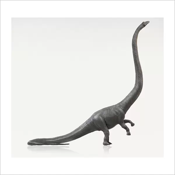 Barosaurus raised on hind legs