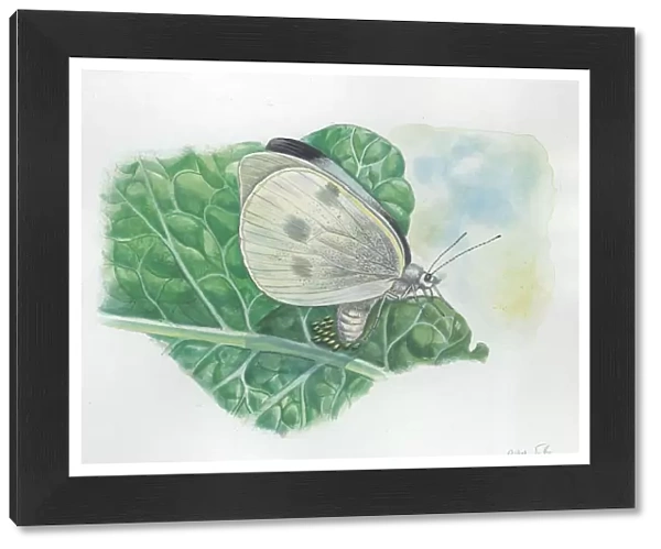 Large Whites or Cabbage Butterflies Pieris brassicae, illustration