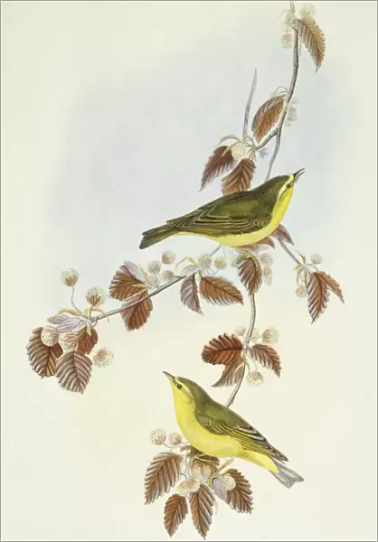 Wood warbler (Phylloscopus sibilatrix), Engraving by John Gould