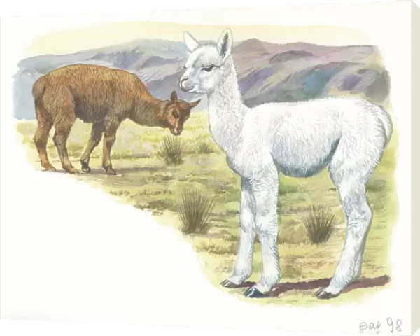 Alpaca Vicugna pacos with young, illustration