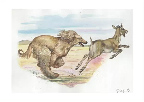 Afghan hound Canis lupus familiaris chasing goat, illustration