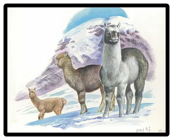 Alpaca Vicugna pacos, illustration